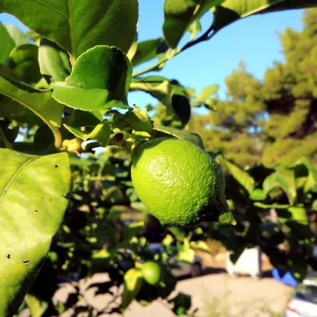 Appartement By The Sea Brna, Korcula - 4478 Smokvica (Korcula)