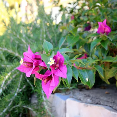 By The Sea Brna, Korcula - 4478 Smokvica (Korcula)