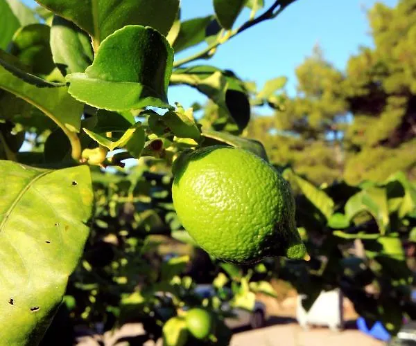 Апартаменты By The Sea Brna, Korcula - 4478 Смоквица