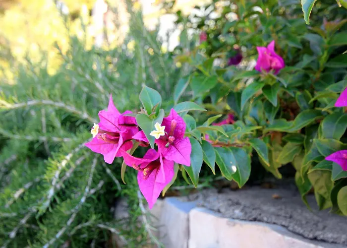 By The Sea Brna, Korcula - 4478 Смоквица